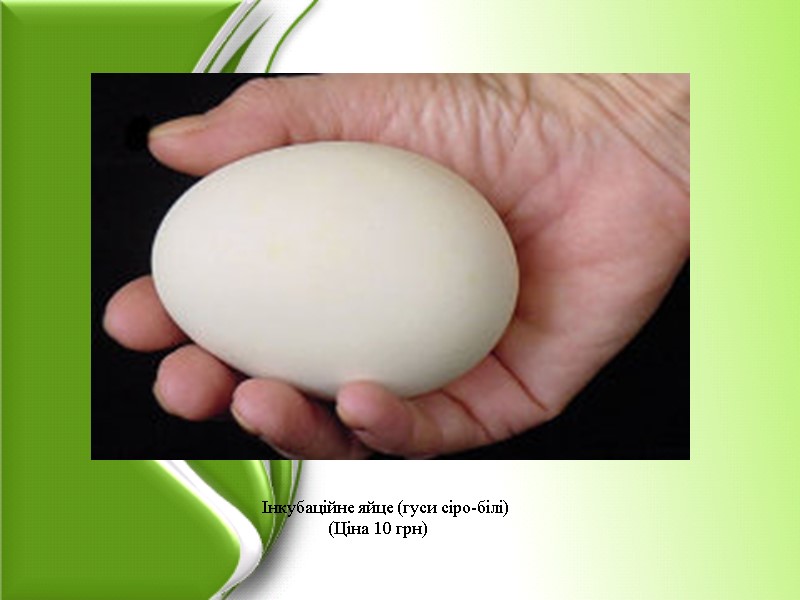 Інкубаційне яйце (гуси сіро-білі)          
